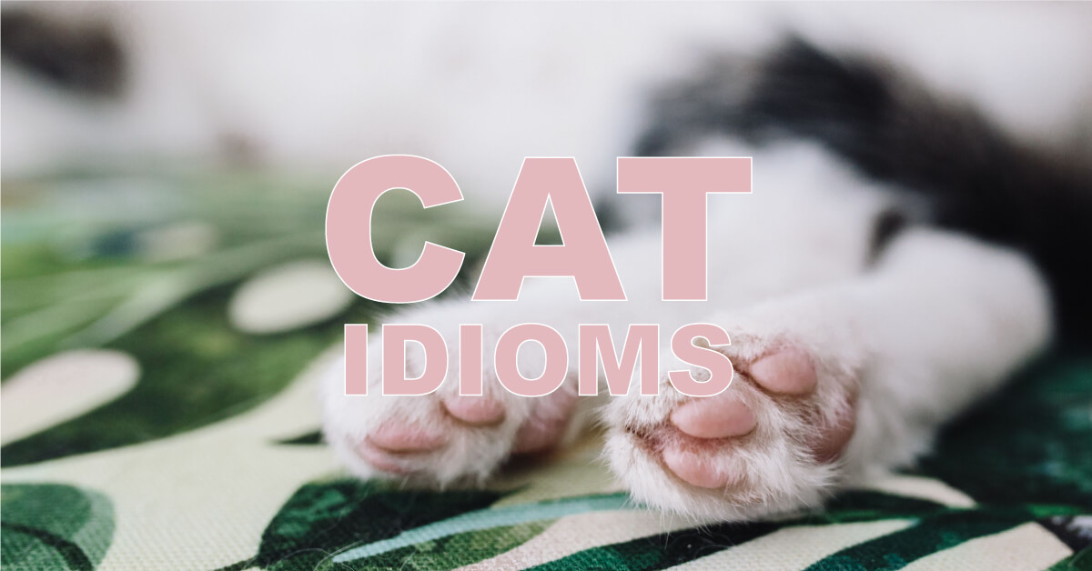 英文中的貓言貓語 | KOMMIT學外語